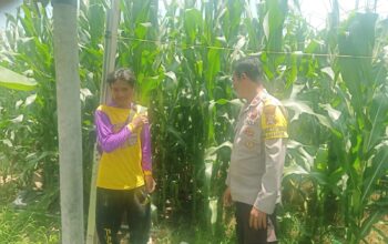 Polres Dompu Dukung Ketahanan Pangan Nasional, Bhabinkamtibmas Pantau Lahan Jagung Warga di Kecamatan Hu’u
