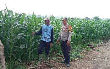 Dukung Kedaulatan Pangan, BKTM Desa Lamenta Pantau Langsung Perawatan Tanaman Jagung Warga