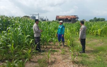Dukung Ketahanan Pangan, Kapolsek Plampang Turun Langsung Pantau Pertumbuhan Jagung Warga