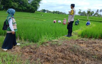 ‎Bhabinkamtibmas Desa Bunut Baok Dampingi Petani, Dukung Ketahanan Pangan Nasional.
