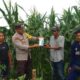 Bhabinkamtibmas Polsek Tambora Monitoring Pertumbuhan Jagung dan Berikan Latihan PBB Bagi Pelajar SDN 02 Labuhan Kananga