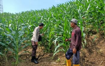 Bhabinkamtibmas Polsek Pekat Lakukan Pemantauan Lahan Jagung Warga Dukung Ketahanan Pangan Nasional