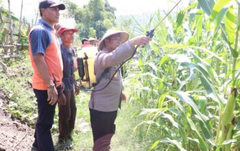 Dorong Produktivitas Jagung, Polres Sumbawa Barat Bersinergi Bersama Kelompok Tani Lakukan Penyemprotan Pupuk 
