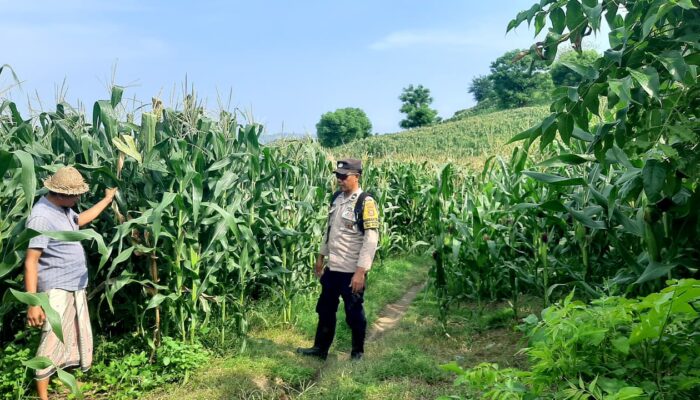 Polres Lombok Tengah Tinjau Petani Jagung di Desa Mertak, Dukung Ketahanan Pangan Nasional