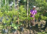 Sinergi Polri dan Warga Sidemen Lauq Budidaya Hortikultura