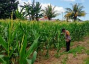 Polsek Labuapi Kawal Produktivitas Lahan Jagung di Lombok Barat
