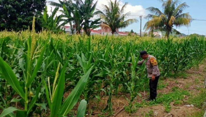 Polri Dampingi Petani Jagung di Labuapi Perkuat Ketahanan Pangan