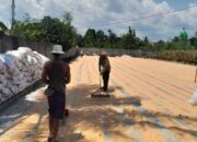 Sinergi Bhabinkamtibmas dan Petani Dasan Tapen Garap Lahan Produktif