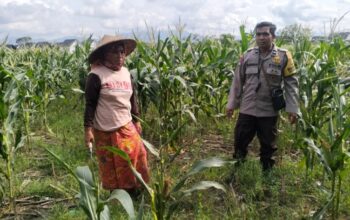 Polsek Labuapi Dampingi Petani Jagung Perkuat Ketahanan Pangan