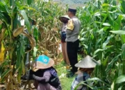 Bhabinkamtibmas Gerung Dampingi Petani Jagung Babussalam