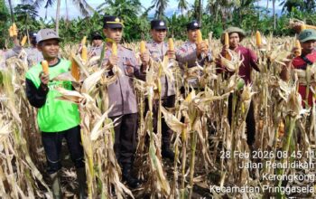 Kapolsek Suralaga Hadiri Panen Raya Jagung di Kerongkong, Dukung Ketahanan Pangan Nasional