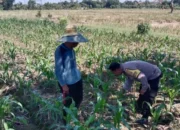 Polsek Labuapi Dorong Optimalisasi Lahan Pekarangan Warga