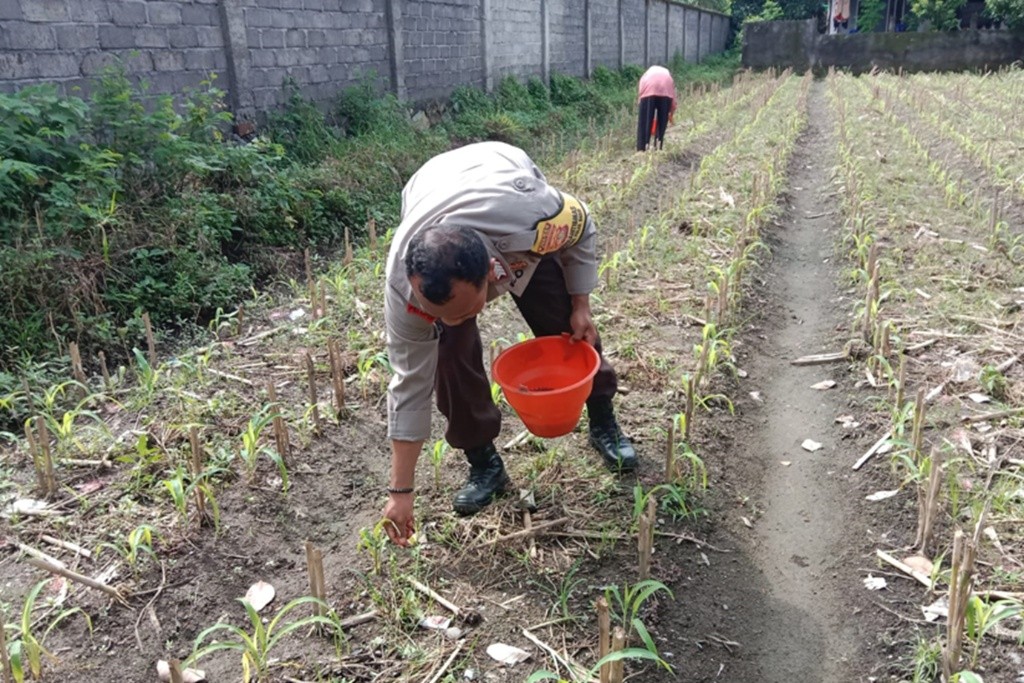 Strategi Polsek Labuapi Optimalkan Lahan Tidur di Jogot