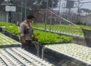 Kemandirian Pangan di Lombok Barat Dari Selada Hingga Palawija