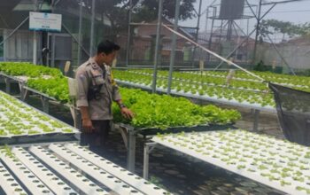 Kemandirian Pangan di Lombok Barat Dari Selada Hingga Palawija