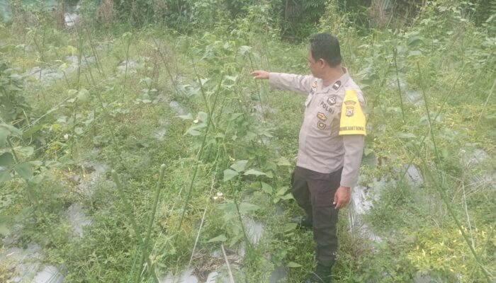 Bhabinkamtibmas Desa Kesik Cek Lahan Ketahanan Pangan Bergizi di Dusun Munsok