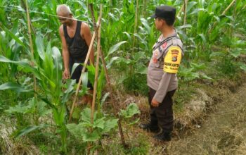 BHABINKAMTIBMAS KELURAHAN TANJUNG LAKUKAN PENGECEKAN LAHAN TANAMAN JAGUNG DI TIMBA BOROK