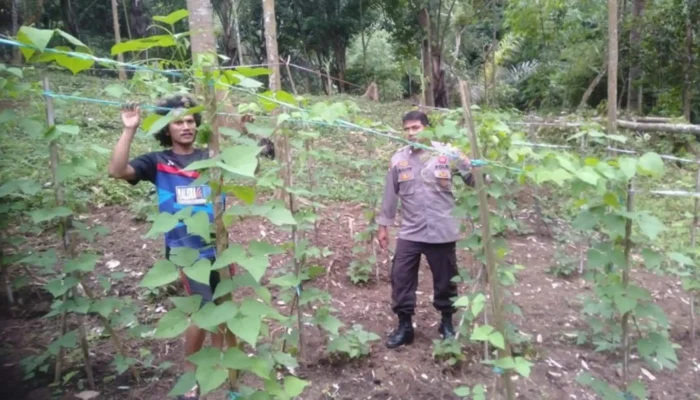 Bhabinkamtibmas Pusuk Lestari Sulap Lahan Tidur Jadi Produktif