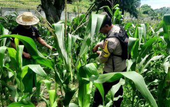 Polsek Kawasan Mandalika Dampingi Petani Jagung Dukung Ketahanan Pangan Nasional