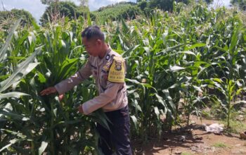 Dukungan ketahanan pangan, Polsek Praya Timur Lakukan Pengecekan Lahan Jagung di Desa Kidang