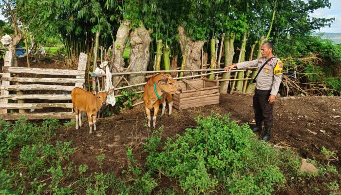 Polsek Empang Amankan Terduga Pelaku Pencurian Satu Ekor Sapi di Desa Bantu Lanteh