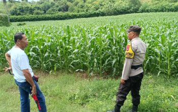 Perkuat Ketahanan Pangan, Bhabinkamtibmas Desa Tarusa Motivasi Petani Jagung Optimalkan Lahan