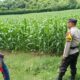 Perkuat Ketahanan Pangan, Bhabinkamtibmas Desa Tarusa Motivasi Petani Jagung Optimalkan Lahan