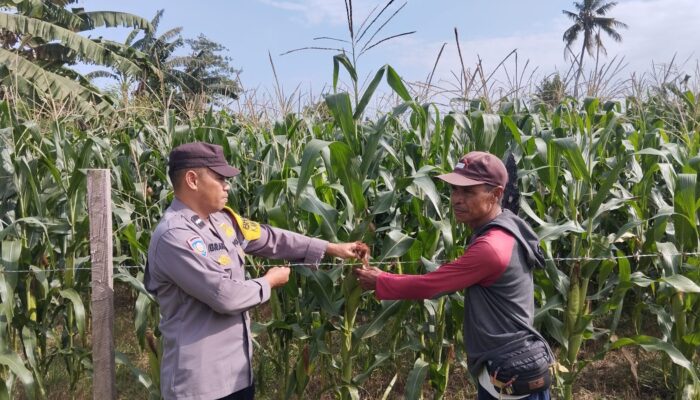 Polsek Kempo Pantau Lahan Jagung Warga Dukung Ketahanan Pangan Nasional Menuju Indonesia Emas 2045