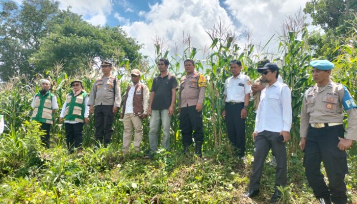 Kapolsek Janapria Turun Langsung Cek Lahan Jagung, Dukung Ketahanan Pangan Program Asta Cita