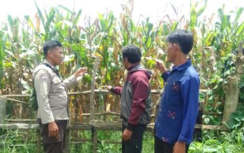Bhabinkamtibmas Polsek Kilo Pantau Lahan Jagung Warga di Desa Taropo Dukung Program Ketahanan Pangan Nasional