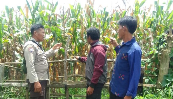 Bhabinkamtibmas Polsek Kilo Pantau Lahan Jagung Warga di Desa Taropo Dukung Program Ketahanan Pangan Nasional