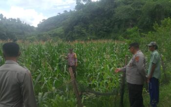 Bhabinkamtibmas Polres Bima Kota Laksanakan Pendampingan dan Pemantauan Tanaman Jagung Warga Binaan