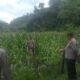 Bhabinkamtibmas Polres Bima Kota Laksanakan Pendampingan dan Pemantauan Tanaman Jagung Warga Binaan