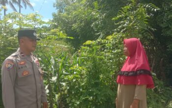 Dukung Asta Cita Presiden RI, Bhabinkamtibmas Desa Rhee Turun Langsung Pantau Pertumbuhan Jagung Hibrida