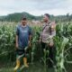 Bhabinkamtibmas Desa Adu Pantau Lahan Jagung Warga, Dukung Program Ketahanan Pangan Nasional Menuju Indonesia Emas