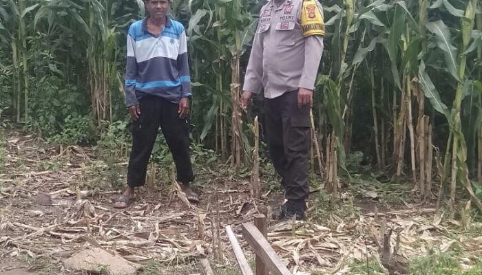 Bhabinkamtibmas Desa Saneo Pantau Lahan Jagung Warga, Dukung Ketahanan Pangan Nasional Menuju Indonesia Emas 2045