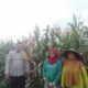 Bhabinkamtibmas Desa Saneo Pantau Lahan Jagung Warga, Dukung Ketahanan Pangan Menuju Indonesia Emas 2045
