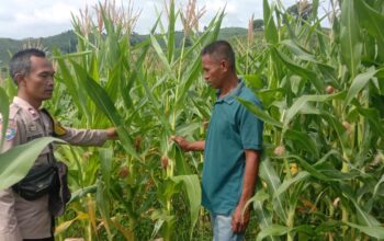 Bhabinkamtibmas Polsek Woja Pantau Lahan Jagung Kelompok Tani “WUWU DEWA”, Dukung Ketahanan Pangan Menuju Indonesia Emas 2045