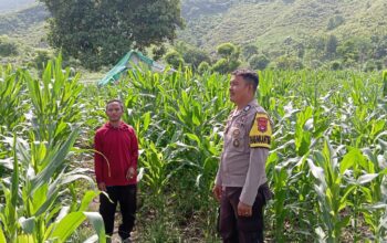 Sinergi Polisi dan Petani di Desa Soro, Lahan 2 Hektare Siap Panen 20 Ton Jagung