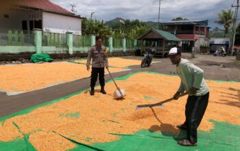 Dukung Ketahanan Pangan Nasional, Bhabinkamtibmas Desa O’o Pantau Penjemuran Jagung Warga