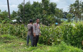 Pantau Lahan Jagung Warga, Polsek Kempo melalui Bhabinkamtibmas Dukung Ketahanan Pangan Menuju Indonesia Emas 2045