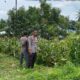 Pantau Lahan Jagung Warga, Polsek Kempo melalui Bhabinkamtibmas Dukung Ketahanan Pangan Menuju Indonesia Emas 2045