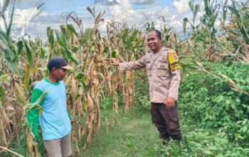Dukung Ketahanan Pangan Nasional, Bhabinkamtibmas Desa Mumbu Pantau Lahan Jagung Warga