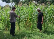 Dukung Ketahanan Pangan, Bhabinkamtibmas Dampingi Petani Jagung