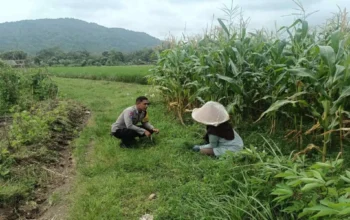 Polres Lombok Barat Kawal Swasembada Pangan di Gerung