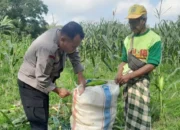 Kawal Ketahanan Pangan Nasional, Personel Polsek Labuapi Dampingi Petani Bagik Polak Barat di Sawah