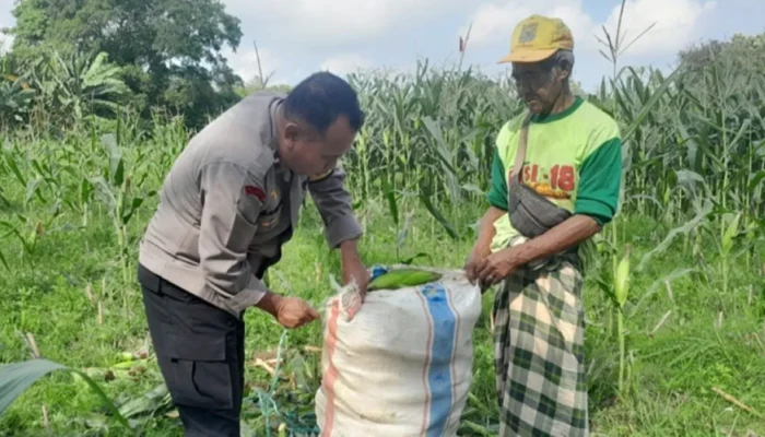 Kawal Ketahanan Pangan Nasional, Personel Polsek Labuapi Dampingi Petani Bagik Polak Barat di Sawah