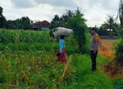 Kawal Petani di Ladang Jagung, Langkah Nyata Polres Lombok Barat Wujudkan Kedaulatan Pangan Nasional