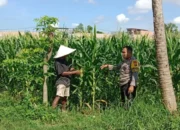 Bhabinkamtibmas Labuapi Terjun ke Kebun Jagung Bantu Petani Lokal