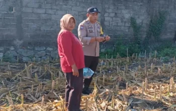 Kemandirian Pangan Jadi Prioritas, Bhabinkamtibmas Polres Lombok Barat Beri Edukasi Strategis di Tengah Lahan Jagung